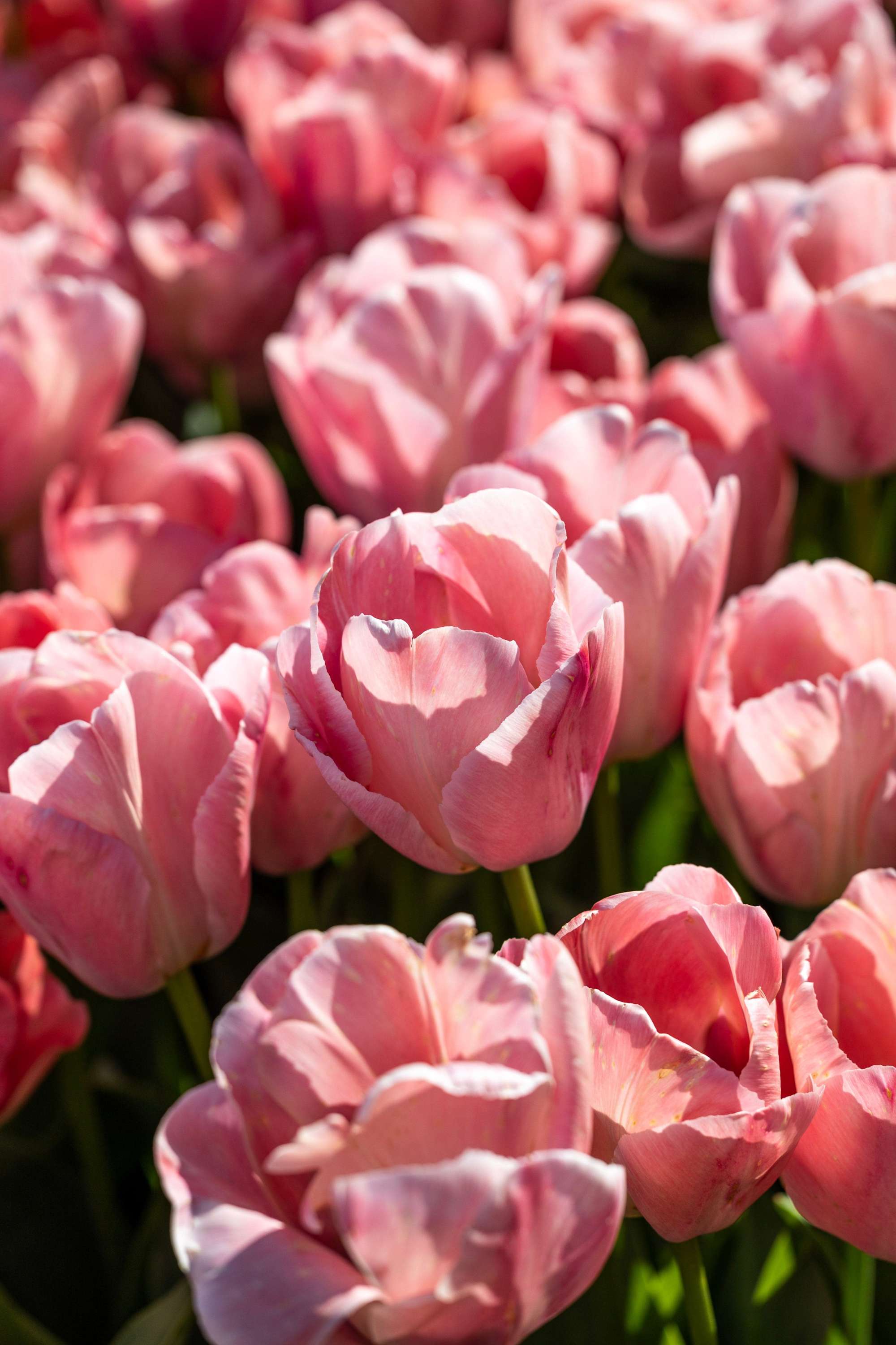 Tulpan ‘Salmon van Eijk’